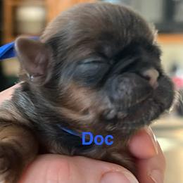 Doc - Chocolate and tan male Shih Tzu puppy in Bloomfield, Indiana from Meihem Pups