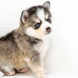 Green - Wolf sable male Pomsky puppy in Spring City, Pennsylvania from Pomsky Power Puppies