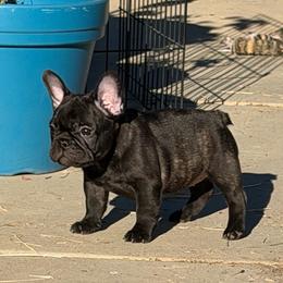 Female 1 with white mark - Brindle female French Bulldog puppy in Riverside, California from Nancy Smith Woodcrest Frenchies