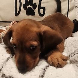 Dachshund Puppies from Darling Dachshunds