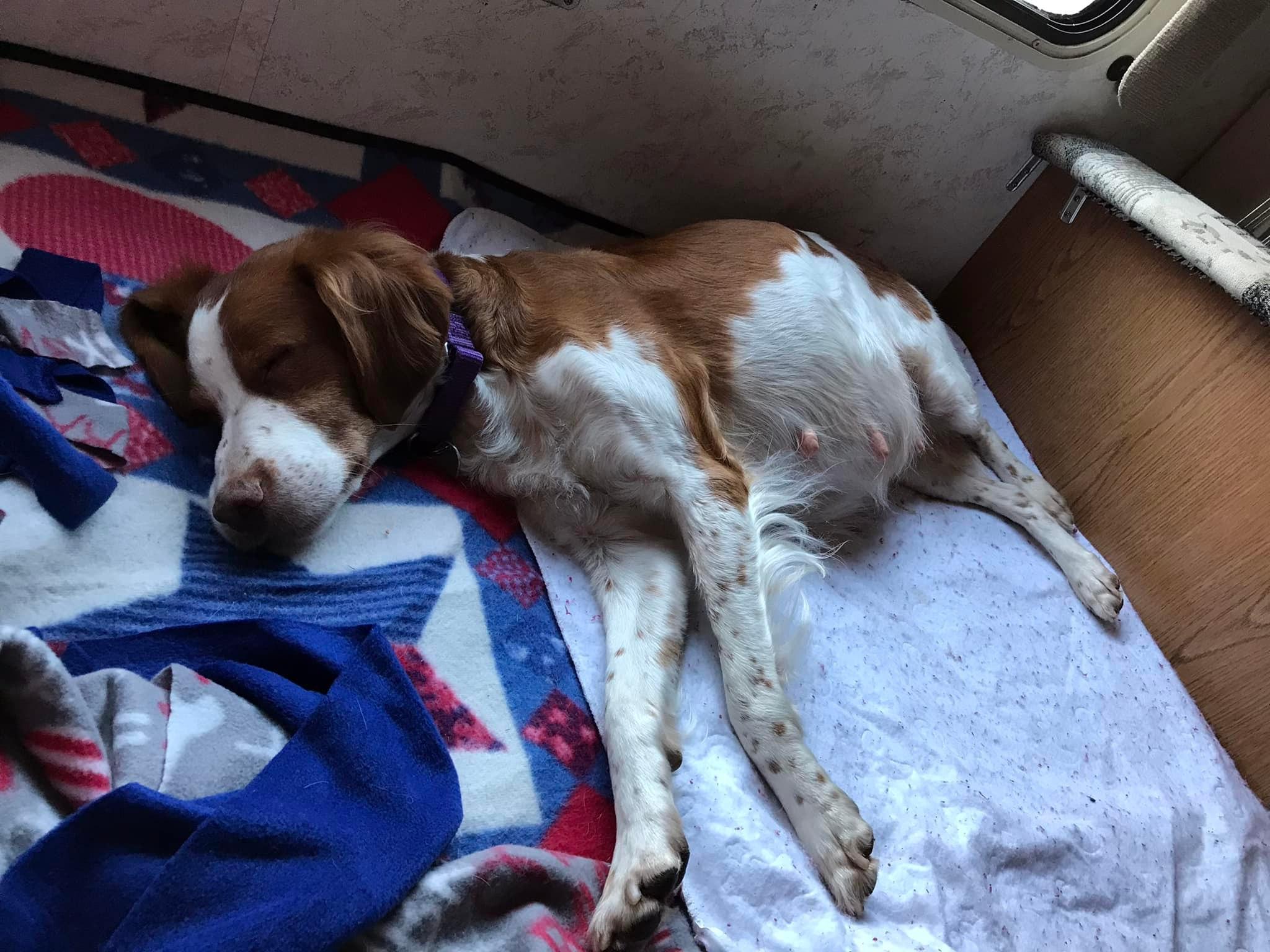 Belle