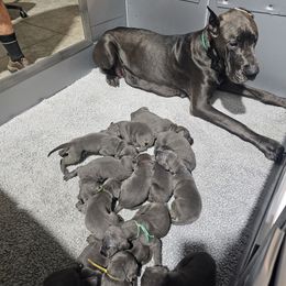 Boy 1 - male Great Dane puppy in Garner, North Carolina from Gentle Giant Danes, LLC