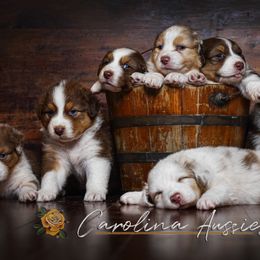 Australian Shepherd Puppies from Carolina Aussies