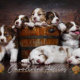 Australian Shepherd Puppies from Carolina Aussies