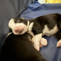 Girl 3 - female Miniature Australian Shepherd puppy in Hedgesville, West Virginia from Wishing Tree Minis