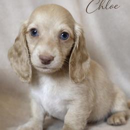 Chloe - Cream female Dachshund puppy in Clever, Missouri from Autumn Breeze Dachshunds