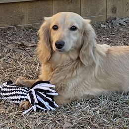 Marleigh - Dachshund