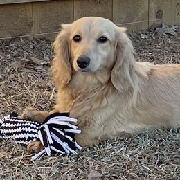 Marleigh - Dachshund