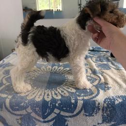 Girl 1 - White black and tan female Wire Fox Terrier puppy in Acton, Massachusetts from Far Echo Fox Terriers