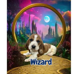 The Wizard - Mahogany and white male Basset Hound puppy in Dingess, West Virginia from Tuckers' Howling Hounds