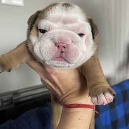 Girl 5 - Red female Bulldog puppy in Mount Airy, North Carolina from PrimeCut Bulldogs