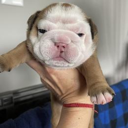 Girl 5 - Red female Bulldog puppy in Mount Airy, North Carolina from PrimeCut Bulldogs
