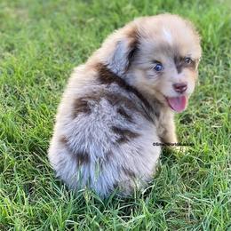 Miniature Australian Shepherd and Toy Australian Shepherd Puppies from Small World Aussies