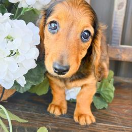 Zola 3200 - Red female Dachshund puppy in Sylvania, Alabama from Yancey’s Doxies