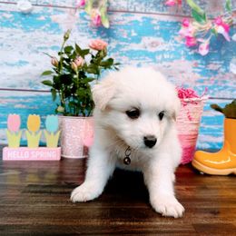 Bebe - White American Eskimo Dog puppy in Live Oak, Florida from Pecan Ridge Puppies