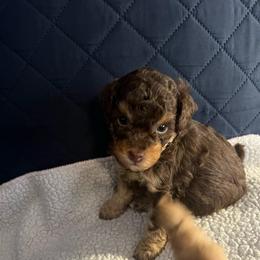 Blossom - Phantom female Poodle puppy in Winter Haven, Florida from Herdez’s Poodles