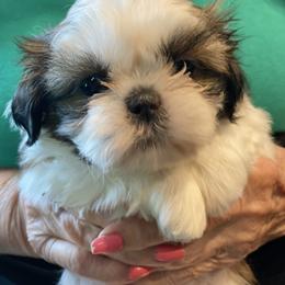 Shih Tzu Puppies from Willow Lane Shih Tzus