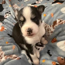 Leonard - Black and white male Pomsky puppy in Cumberland County, Pennsylvania from M&L Pomskies