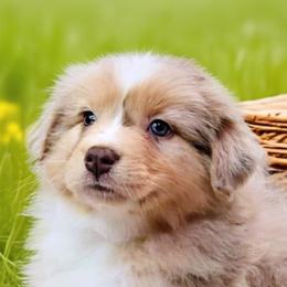 Australian Shepherd Puppies from Winsome Aussies