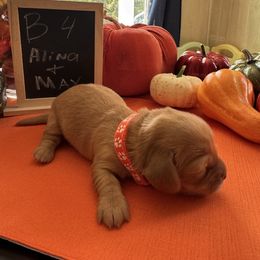 Boy 5 - Red male Dachshund puppy in Jackson, Mississippi from Doxies Galore