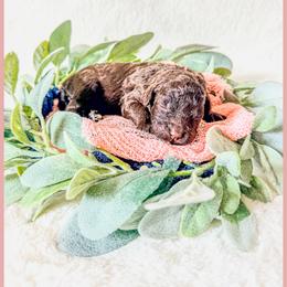 Jade - Brown female Bernedoodle puppy in Lake City, Florida from 224 Doodles and Poodles