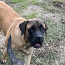 Mastiff Puppies from MLJ Mastiffs