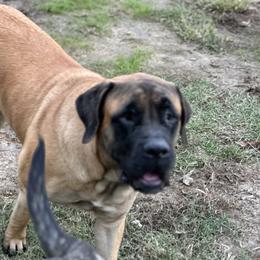 Mastiff Puppies from MLJ Mastiffs