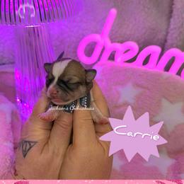 Carrie - Sable spotted white female Chihuahua puppy in Aniwa, Wisconsin from Jackson Chihuahuas