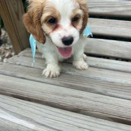 Dodger - Red and white male Cockapoo puppy in Elgin, Texas from Good Grief Doodles