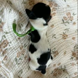 CKC Catrat - Piebald male Dachshund puppy in Hartsville, Tennessee from B+B Co Miniature Dachshunds