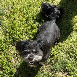 Whitney - Lhasa Apso