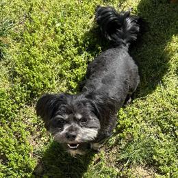 Whitney - Lhasa Apso