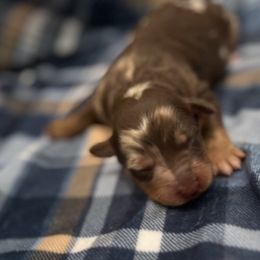 Rambo - Brown merle male Aussiedoodle puppy in Liberty, Texas from Poodles and Doodles Most Excellent Adventures