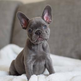 French Bulldog Puppies from Poppy’s Frenchies