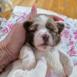 Barney - Brown and white Shichon puppy in Ronda, North Carolina from Willow River