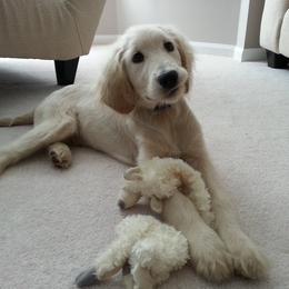Bernedoodle, Goldendoodle, and Labradoodle Puppies from Apple Creek Doodles