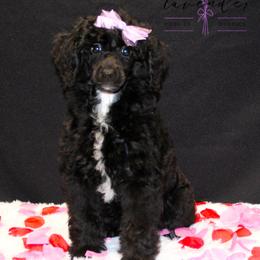 Ember - Black female Poodle puppy in Mancelona, Michigan from Lavender poodles & doodles