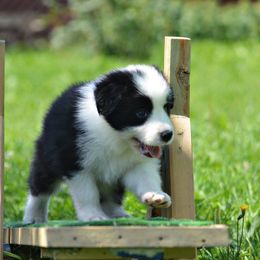 Border Collie Puppies from Fasstari