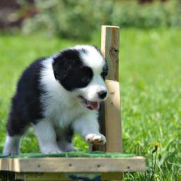 Border Collie Puppies from Fasstari