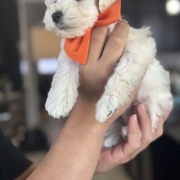 Dachshund and Miniature Schnauzer Puppies from West Valley Schnauzers & Dachshunds