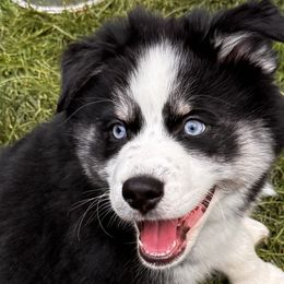 Oreo - Black and white Pomsky puppy in Bolingbrook, Illinois from Angel's Creek Pomskies
