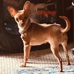 Chia - Prague Ratter