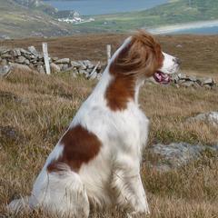 Irish Red and White Setters from O'Dobhailien Irish Red and White Setters