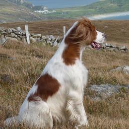 Irish Red and White Setters from O'Dobhailien Irish Red and White Setters