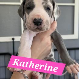 Katherine - Blue and white female Great Dane puppy in Longview, Texas from Lazy A Danes