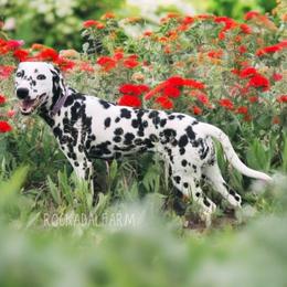 Zinnia Rain - Dalmatian