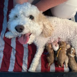 Cavapoo puppies from Shaggy Mountain Pups LLC