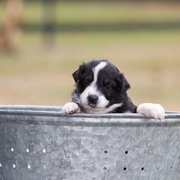 Soul - Black tri-color female Australian Shepherd puppy in Springville, Alabama from Cross Creek Aussies