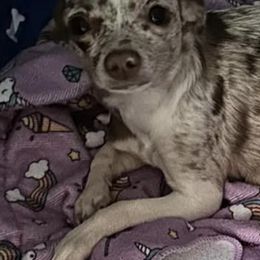 Chihuahuas from Massop's Chihuahuas