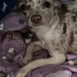 Chihuahuas from Massop's Chihuahuas